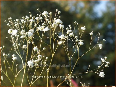 Gypsophila paniculata &#039;Bristol Fairy&#039; | Gipskruid