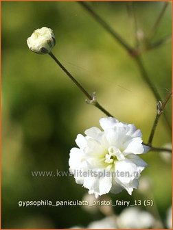 Gypsophila paniculata &#039;Bristol Fairy&#039; | Gipskruid