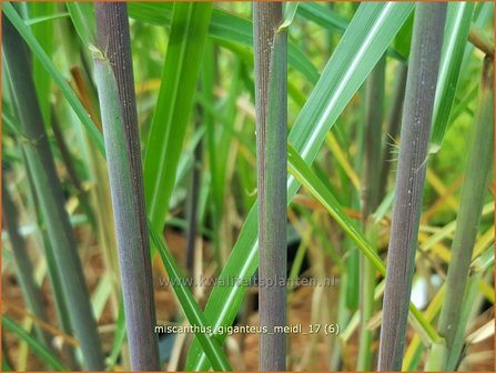 Miscanthus giganteus &#039;Meidl&#039; | Olifantsgras, Chinees riet, Zebragras | Riesen-Chinaschilf