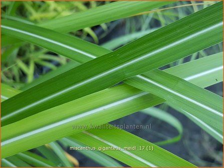 Miscanthus giganteus &#039;Meidl&#039; | Olifantsgras, Chinees riet, Zebragras | Riesen-Chinaschilf