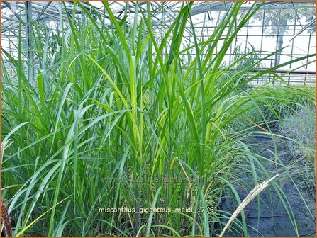 Miscanthus giganteus &#039;Meidl&#039; | Olifantsgras, Chinees riet, Zebragras | Riesen-Chinaschilf