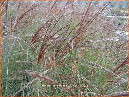 Miscanthus sinensis &#039;Adagio&#039; | Prachtriet, Japans sierriet, Chinees riet