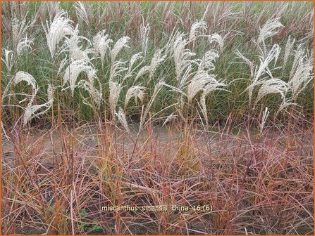 Miscanthus sinensis &#039;China&#039; | Prachtriet, Chinees riet, Japans sierriet, Sierriet | Chinaschilf