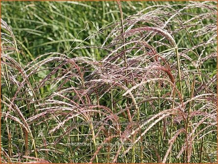 Miscanthus sinensis &#039;Flamingo&#039; | Prachtriet, Japans sierriet, Chinees riet