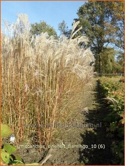 Miscanthus sinensis &#039;Flamingo&#039; | Prachtriet, Japans sierriet, Chinees riet