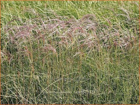 Miscanthus sinensis &#039;Flamingo&#039; | Prachtriet, Japans sierriet, Chinees riet