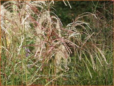 Miscanthus sinensis &#039;Flamingo&#039; | Prachtriet, Japans sierriet, Chinees riet