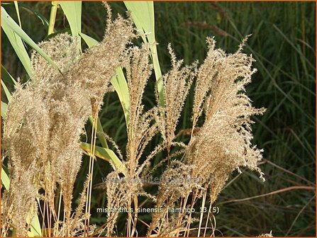 Miscanthus sinensis &#039;Flamingo&#039; | Prachtriet, Japans sierriet, Chinees riet