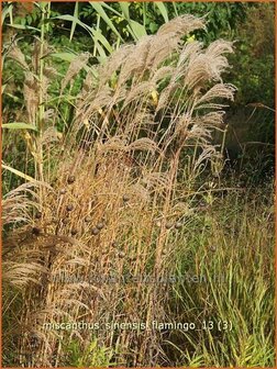 Miscanthus sinensis &#039;Flamingo&#039; | Prachtriet, Japans sierriet, Chinees riet