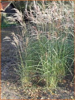 Miscanthus sinensis &#039;Ferner Osten&#039; | Prachtriet, Japans sierriet, Chinees riet