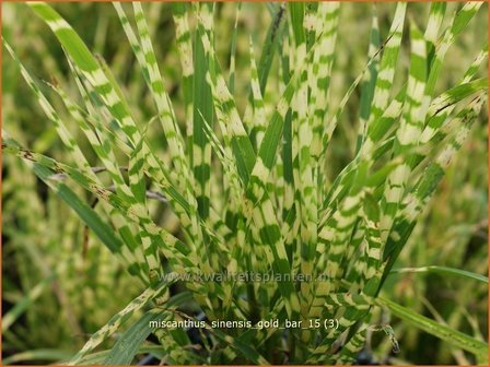 Miscanthus sinensis &#039;Gold Bar&#039; | Zebragras, Prachtriet, Chinees riet, Japans sierriet