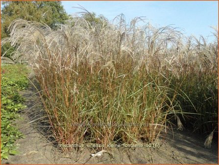 Miscanthus sinensis &#039;Kleine Fontaene&#039; | Prachtriet, Japans sierriet, Chinees riet