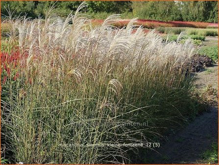 Miscanthus sinensis &#039;Kleine Fontaene&#039; | Prachtriet, Japans sierriet, Chinees riet