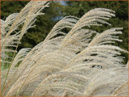 Miscanthus sinensis &#039;Kleine Fontaene&#039; | Prachtriet, Japans sierriet, Chinees riet