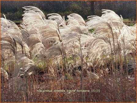 Miscanthus sinensis &#039;Kleine Fontaene&#039; | Prachtriet, Chinees riet, Japans sierriet, Sierriet