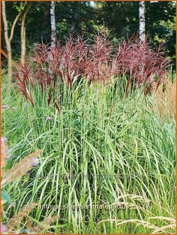 Miscanthus sinensis &#039;Malepartus&#039; | Prachtriet, Japans sierriet, Chinees riet