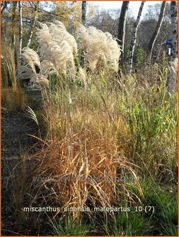 Miscanthus sinensis &#039;Malepartus&#039; | Prachtriet, Japans sierriet, Chinees riet