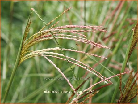 Miscanthus sinensis &#039;Nippon&#039; | Prachtriet, Japans sierriet, Chinees riet