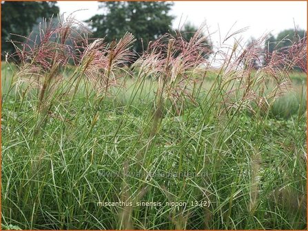 Miscanthus sinensis &#039;Nippon&#039; | Prachtriet, Japans sierriet, Chinees riet