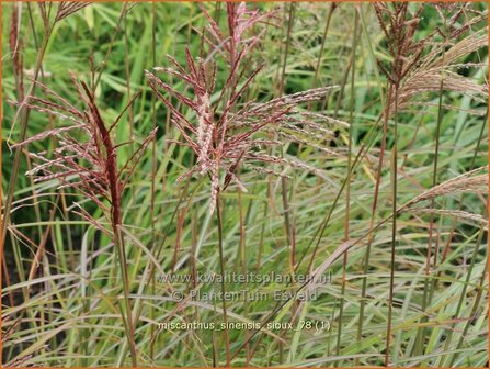 Miscanthus sinensis &#039;Sioux&#039; | Chinees prachtriet, Chinees riet, Japans sierriet, Sierriet | Chinaschilf | Eulalia gra