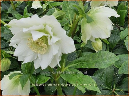 Helleborus orientalis &amp;#x0027;Double Ellen White&amp;#x0027; | Kerstroos, Lenteroos, Vastenroos, Nieskruid | Lenzrose