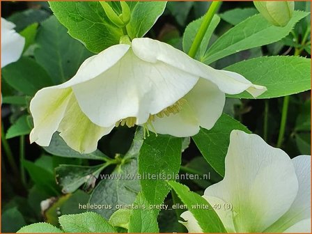 Helleborus orientalis &amp;#39;Pretty Ellen White&amp;#39; | Kerstroos, Lenteroos, Vastenroos, Nieskruid | Lenzrose