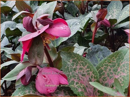 Helleborus &#039;Anna&#039;s Red&#039; | Kerstroos, Nieskruid | Christrose