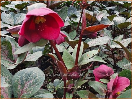 Helleborus &#039;Anna&#039;s Red&#039; | Kerstroos, Nieskruid | Christrose