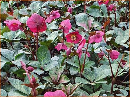 Helleborus &#039;Anna&#039;s Red&#039; | Kerstroos, Nieskruid | Christrose