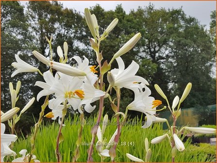 Lilium candidum | Madonnalelie, Witte lelie, Lelie | Madonnen-Lilie