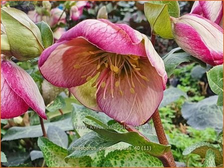 Helleborus &#039;Glenda&#039;s Gloss&#039; | Nieskruid | Nieswurz