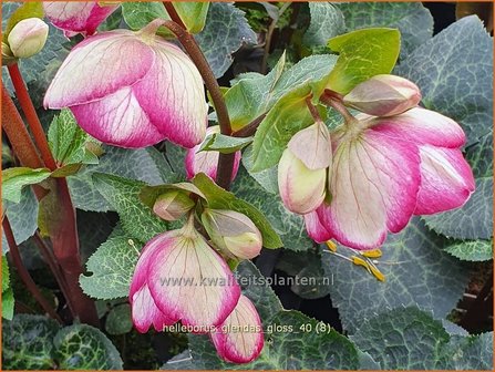 Helleborus &#039;Glenda&#039;s Gloss&#039; | Nieskruid | Nieswurz