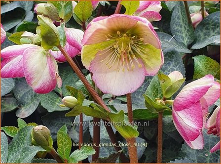 Helleborus &#039;Glenda&#039;s Gloss&#039; | Nieskruid | Nieswurz