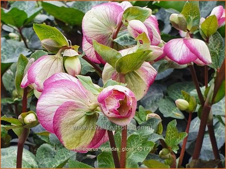 Helleborus &#039;Glenda&#039;s Gloss&#039; | Nieskruid | Nieswurz