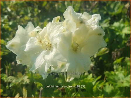 Delphinium &#039;Sungleam&#039; | Ridderspoor | Rittersporn