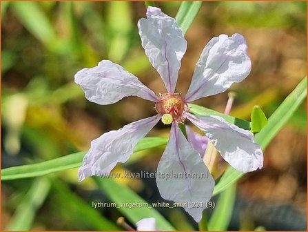 Lythrum virgatum &#039;White Swirl&#039; | Fijne kattenstaart, Kattenstaart | Ruten-Weiderich