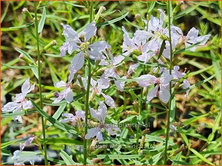 Lythrum virgatum &#039;White Swirl&#039; | Fijne kattenstaart, Kattenstaart | Ruten-Weiderich