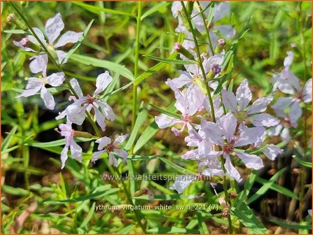 Lythrum virgatum &#039;White Swirl&#039; | Fijne kattenstaart, Kattenstaart | Ruten-Weiderich