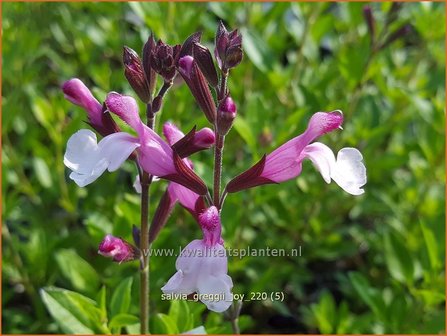 Salvia greggii &#039;Joy&#039; | Herfstsalie, Salie, Salvia | Herbst-Strauch-Salbei