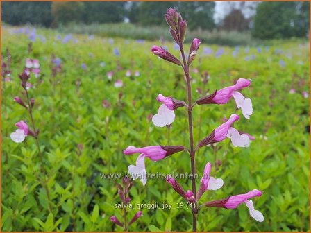 Salvia greggii &#039;Joy&#039; | Herfstsalie, Salie, Salvia | Herbst-Strauch-Salbei