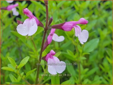 Salvia greggii &#039;Joy&#039; | Herfstsalie, Salie, Salvia | Herbst-Strauch-Salbei