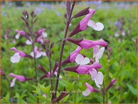 Salvia greggii &#039;Joy&#039; | Herfstsalie, Salie, Salvia | Herbst-Strauch-Salbei