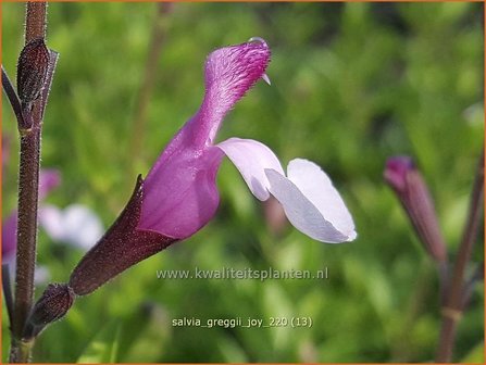 Salvia greggii &#039;Joy&#039; | Herfstsalie, Salie, Salvia | Herbst-Strauch-Salbei