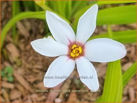 Rhodoxis &#039;Summer Stars Peppermint&#039; | Rapsterretje, Sterretjesgras | Grasstern