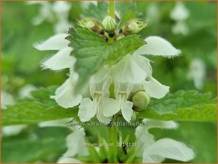 Lamium album | Witte dovenetel, Dovenetel | Weisse Taubnessel