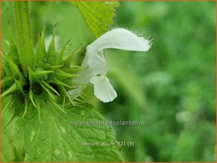 Lamium album | Witte dovenetel, Dovenetel | Weisse Taubnessel