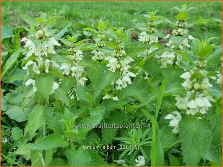 Lamium album | Witte dovenetel, Dovenetel | Weisse Taubnessel