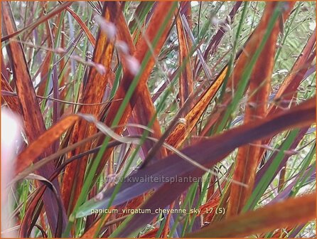 Panicum virgatum &#039;Cheyenne Sky&#039; | Vingergras, Parelgierst | Rutenhirse | Wand Panic Grass