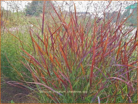 Panicum virgatum &#039;Cheyenne Sky&#039; | Vingergras, Parelgierst | Rutenhirse