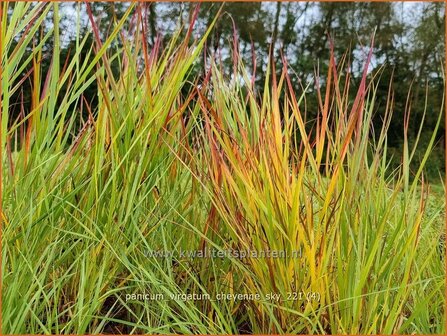 Panicum virgatum &#039;Cheyenne Sky&#039; | Vingergras, Parelgierst | Rutenhirse